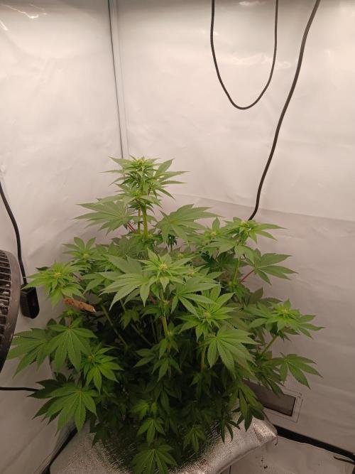 DWC Grow with Advanced Seeds. Week 9