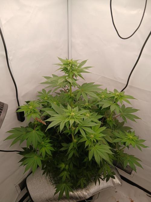 DWC Grow with Advanced Seeds. Week 9