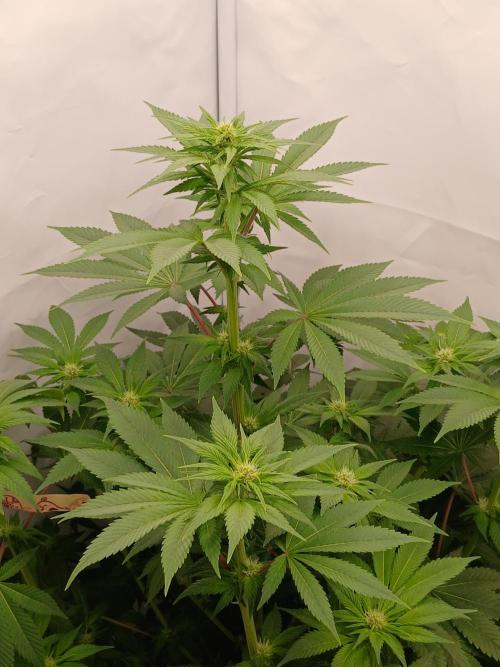 DWC Grow with Advanced Seeds. Week 9