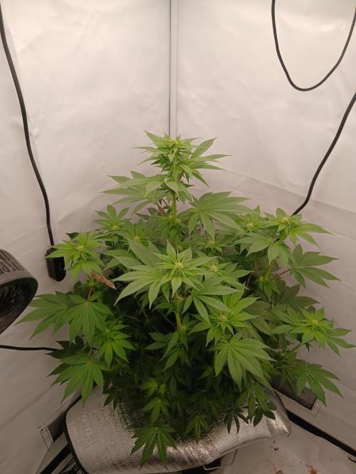 DWC Grow with Advanced Seeds. Week 9