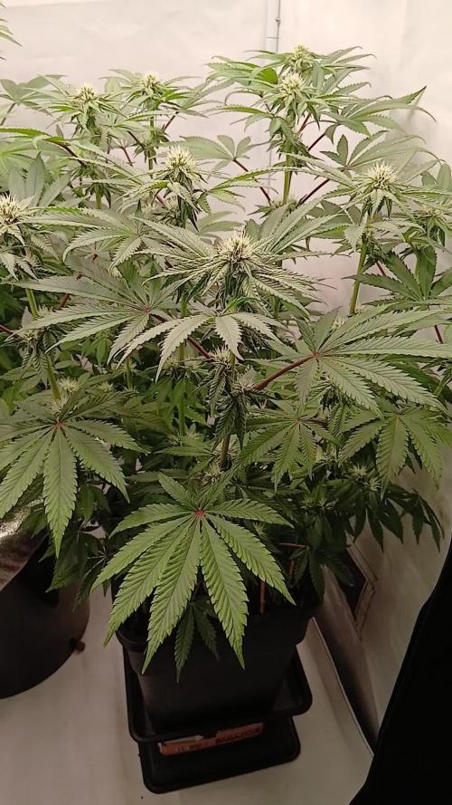 Regular Company for the DWC Lady