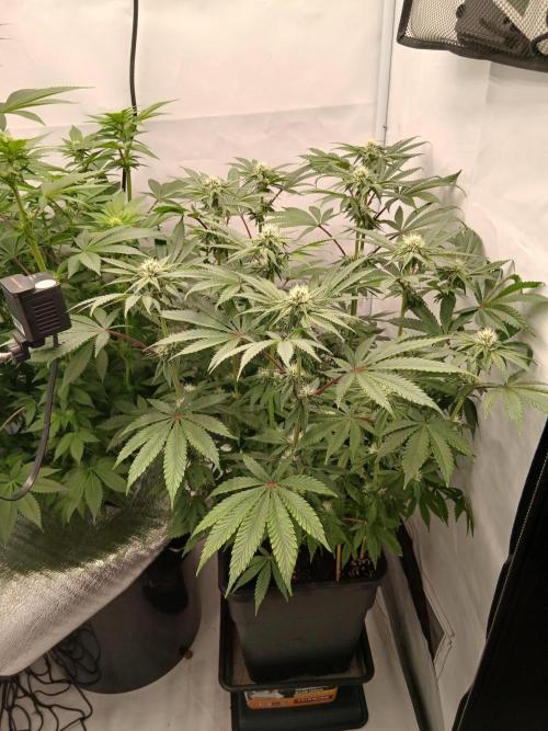 Regular Company for the DWC Lady. Week 9