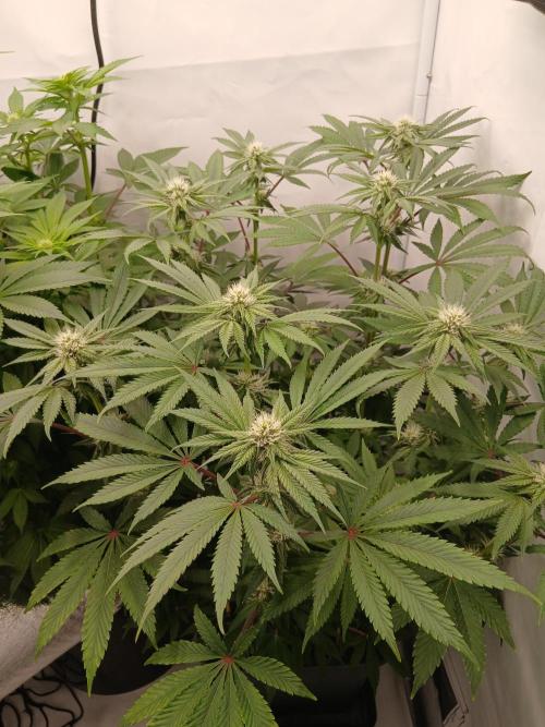 Regular Company for the DWC Lady. Week 9