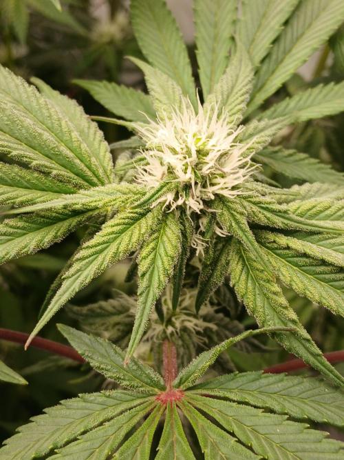 Regular Company for the DWC Lady. Week 9