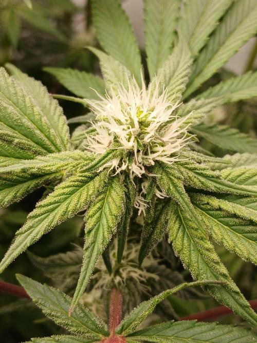 Regular Company for the DWC Lady. Week 9