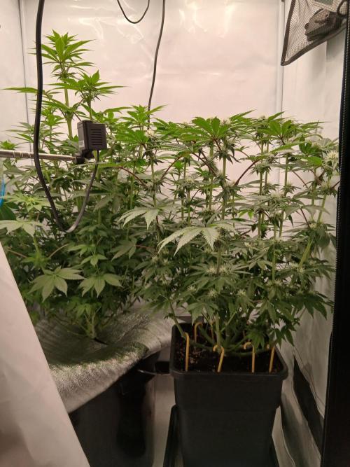 Regular Company for the DWC Lady. Week 9