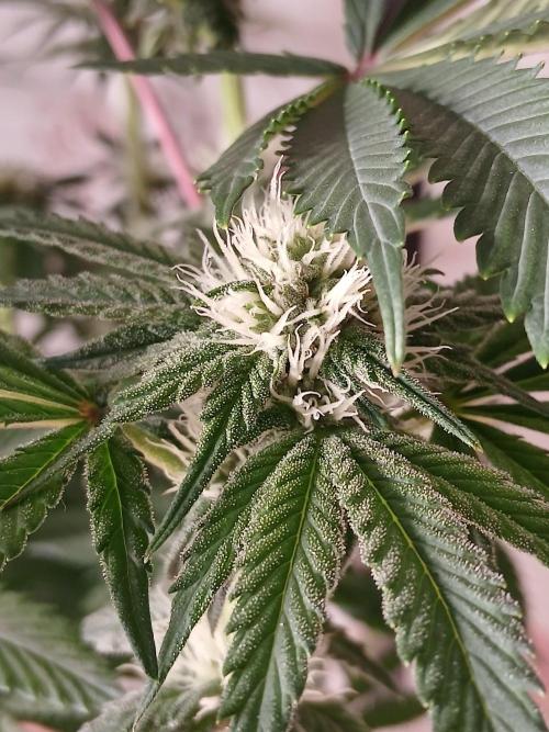 Regular Company for the DWC Lady. Week 9