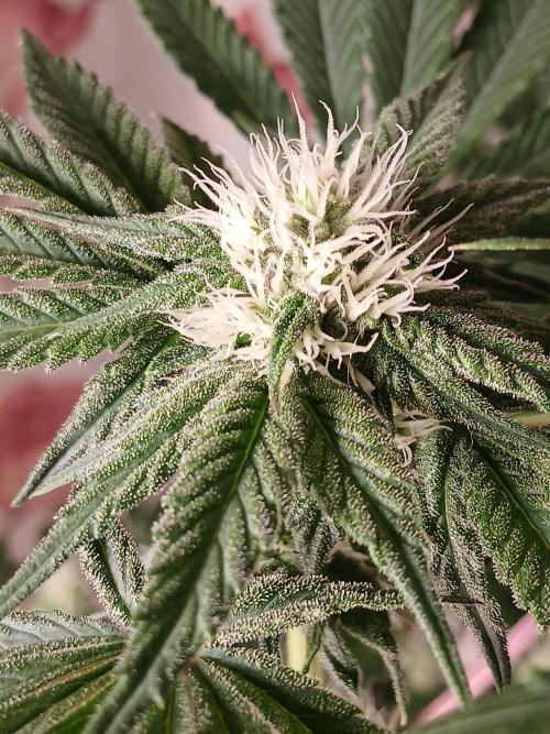 Regular Company for the DWC Lady. Week 9