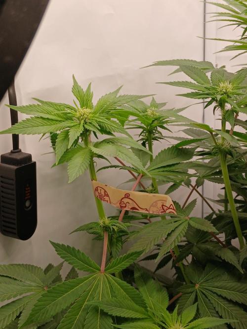 DWC Grow with Advanced Seeds. Week 9