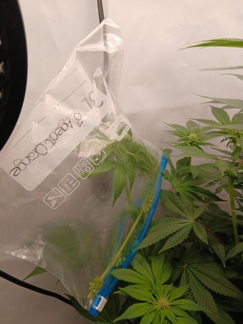 Regular Company for the DWC Lady. Week 9 - Crossing Gelato x Black Lebanon x Agent Orange.