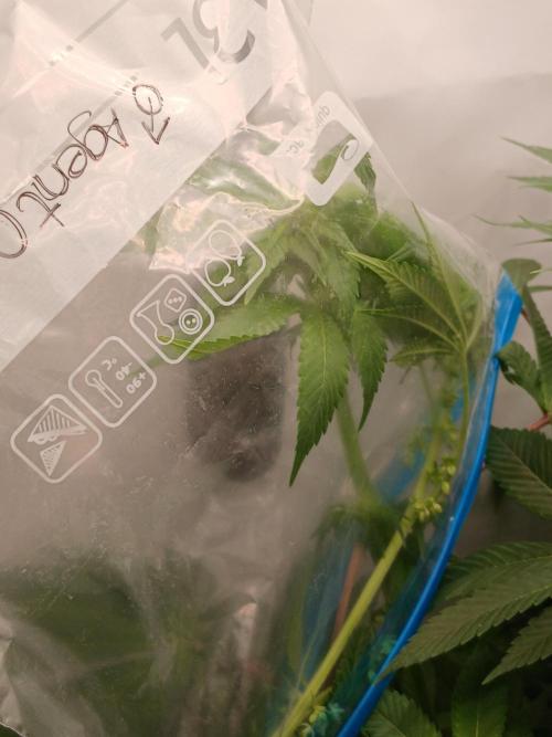 Regular Company for the DWC Lady. Week 9 - Crossing Gelato x Black Lebanon x Agent Orange.