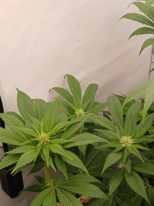 DWC Grow with Advanced Seeds. Week 9 - Beautiful seeds incoming!