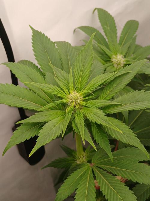 DWC Grow with Advanced Seeds. Week 9 - Noticible already after 24 hours.