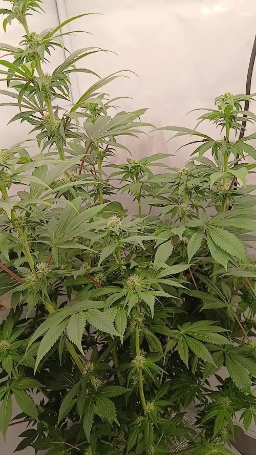 DWC Grow with Advanced Seeds