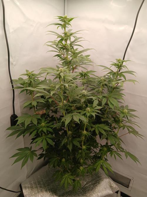 DWC Grow with Advanced Seeds. Week 10