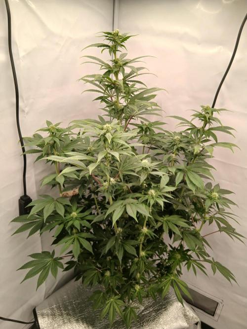 DWC Grow with Advanced Seeds. Week 10