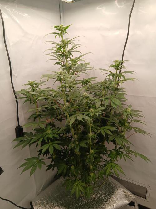 DWC Grow with Advanced Seeds. Week 10