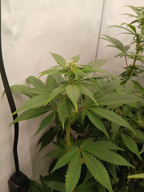 DWC Grow with Advanced Seeds. Week 10