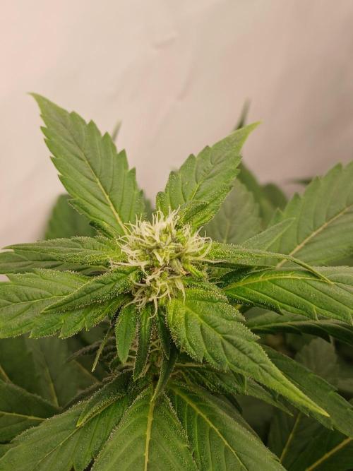 DWC Grow with Advanced Seeds. Week 10