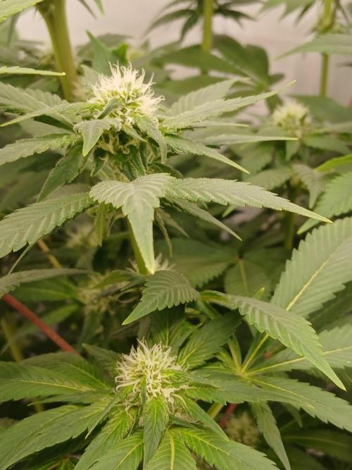 DWC Grow with Advanced Seeds. Week 10