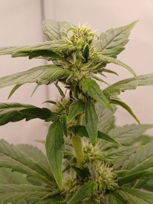 DWC Grow with Advanced Seeds. Week 10