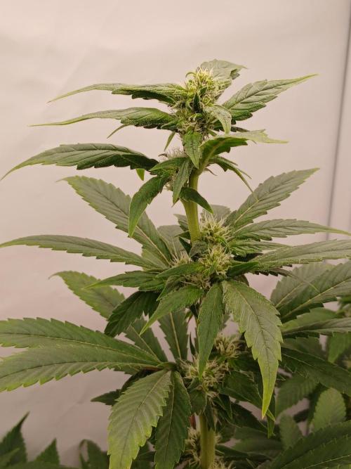 DWC Grow with Advanced Seeds. Week 10