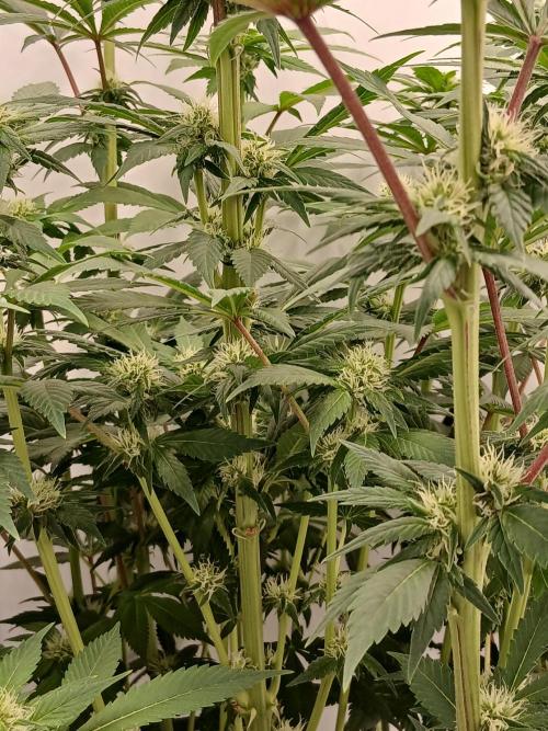 DWC Grow with Advanced Seeds. Week 10