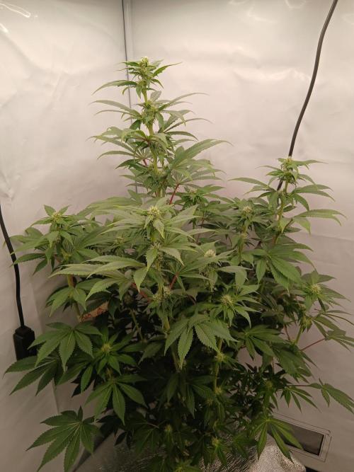 DWC Grow with Advanced Seeds. Week 10