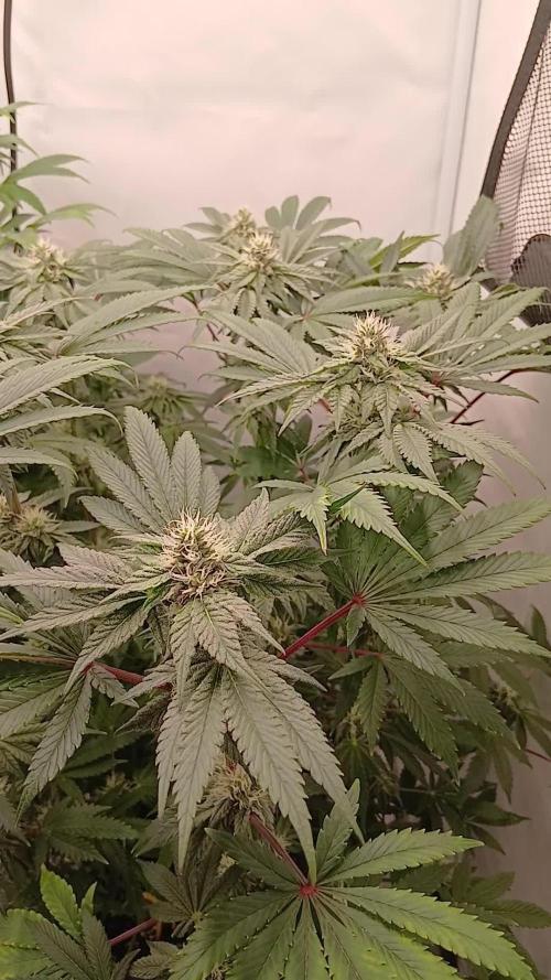 Regular Company for the DWC Lady