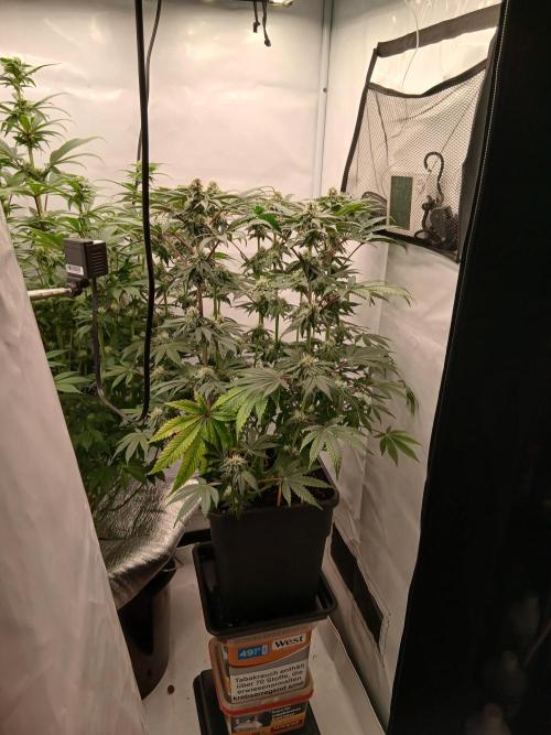 Regular Company for the DWC Lady. Week 10