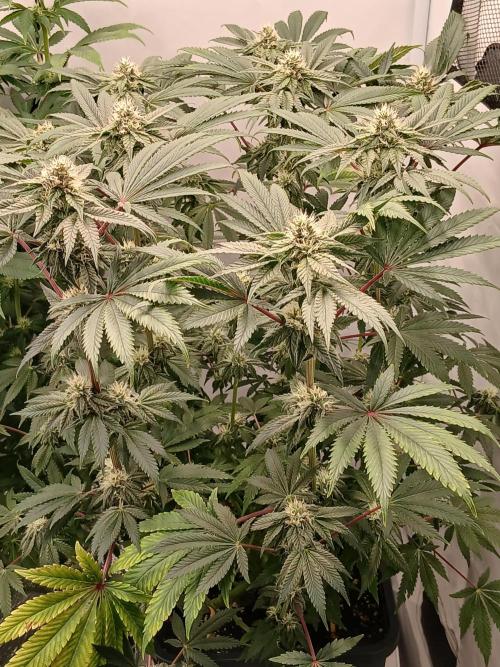 Regular Company for the DWC Lady. Week 10