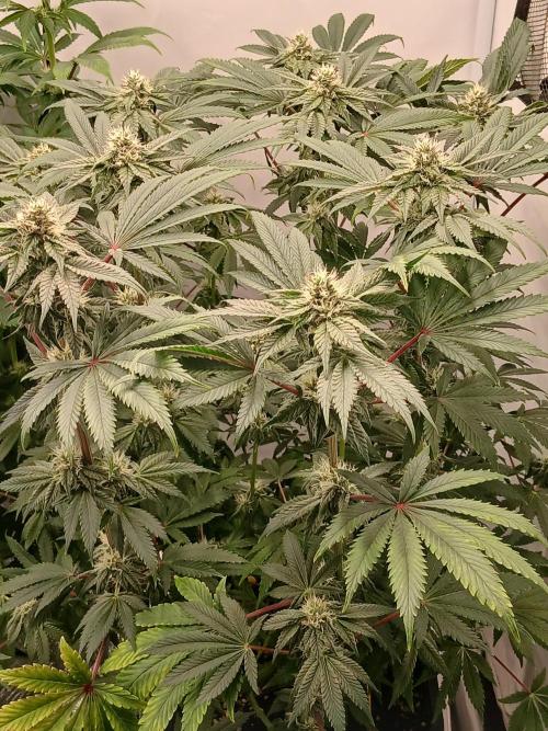 Regular Company for the DWC Lady. Week 10