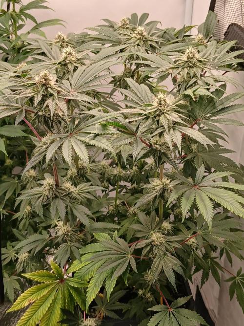 Regular Company for the DWC Lady. Week 10