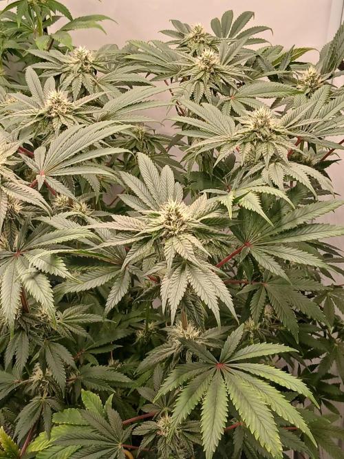 Regular Company for the DWC Lady. Week 10