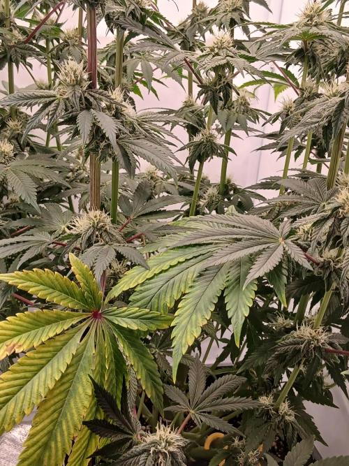 Regular Company for the DWC Lady. Week 10