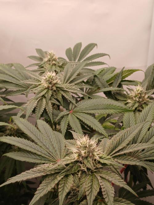 Regular Company for the DWC Lady. Week 10