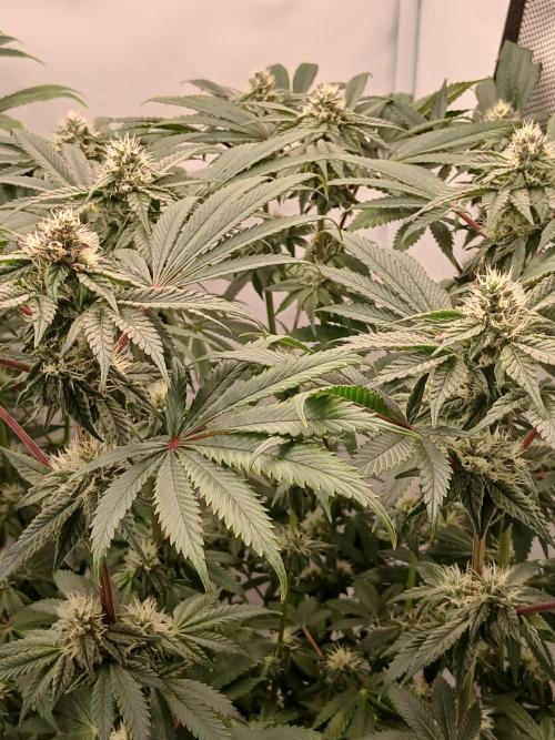 Regular Company for the DWC Lady. Week 10