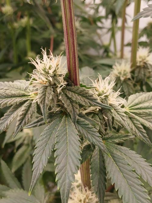 Regular Company for the DWC Lady. Week 10