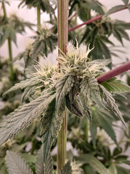 Regular Company for the DWC Lady. Week 10