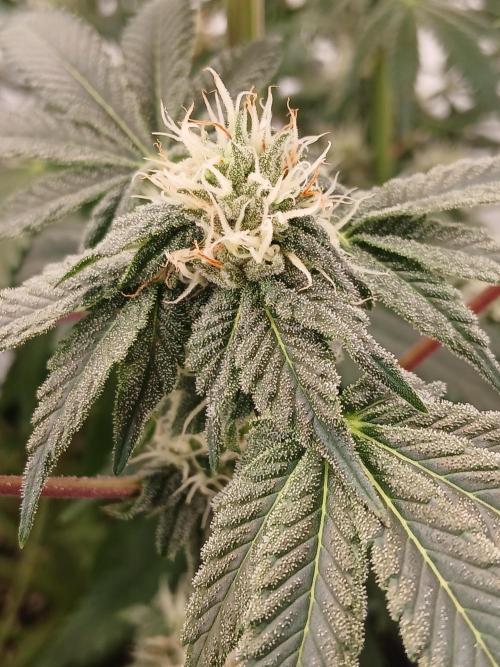 Regular Company for the DWC Lady. Week 10