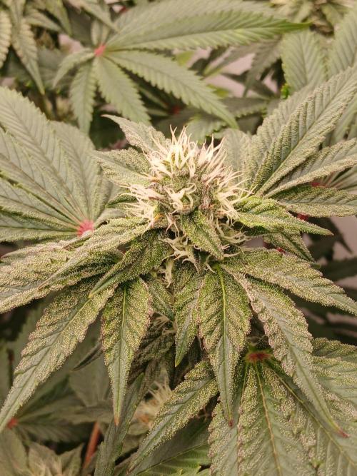 Regular Company for the DWC Lady. Week 10