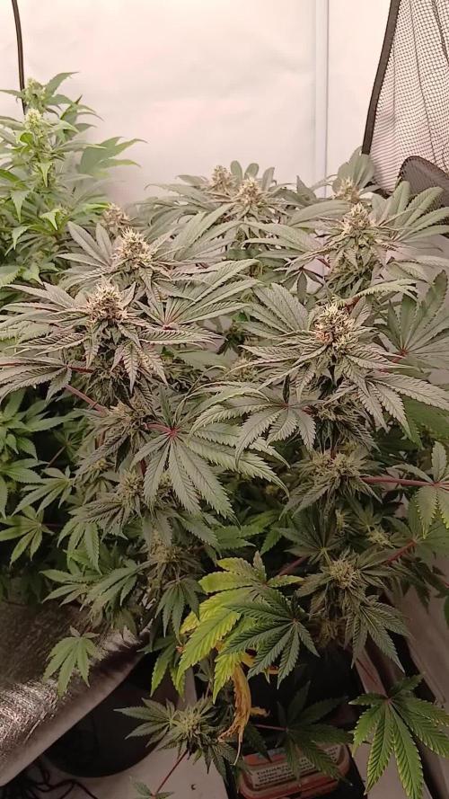 Regular Company for the DWC Lady