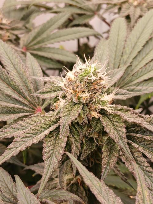 Regular Company for the DWC Lady. Week 11