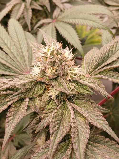 Regular Company for the DWC Lady. Week 11