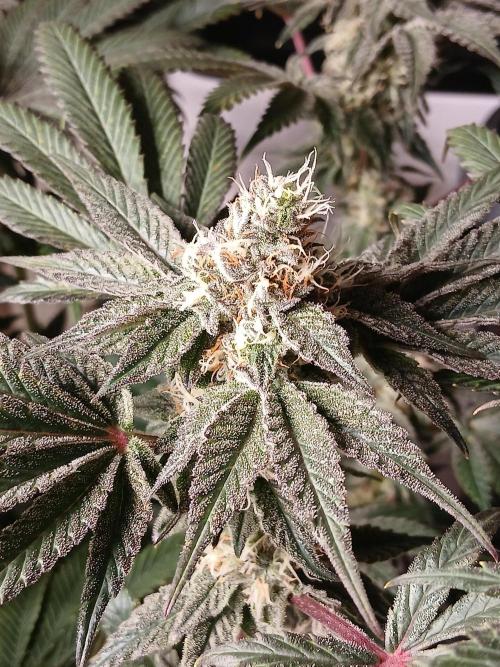 Regular Company for the DWC Lady. Week 11