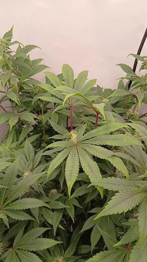 DWC Grow with Advanced Seeds