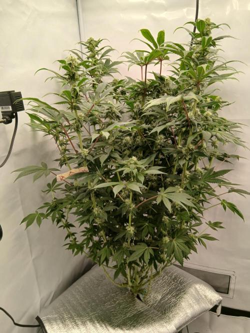 DWC Grow with Advanced Seeds. Week 11