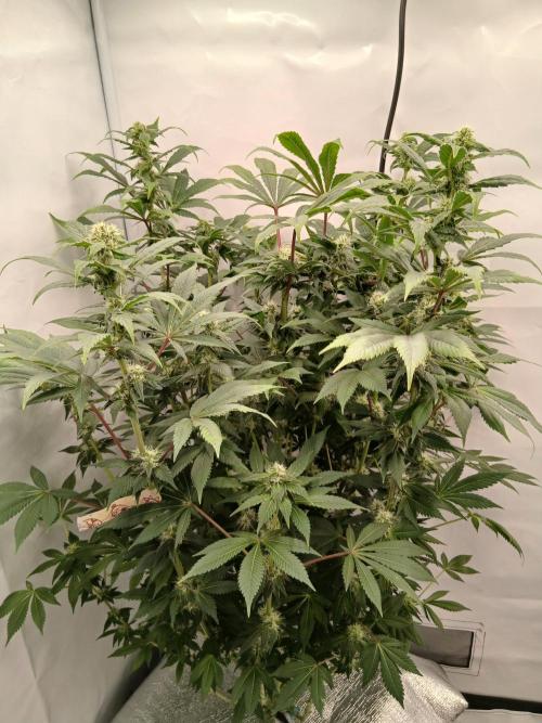 DWC Grow with Advanced Seeds. Week 11