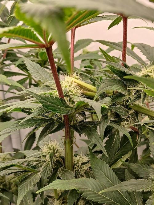 DWC Grow with Advanced Seeds. Week 11