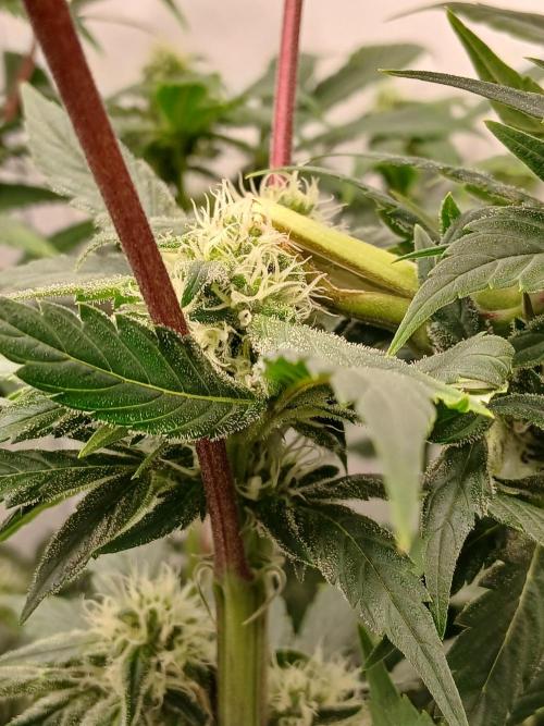 DWC Grow with Advanced Seeds. Week 11